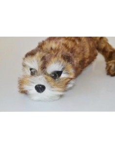 Racoon BIG - pupazzo Magico - Procione Mascotte