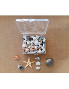 Mini Conchiglie con Stella Marina | Damas Italia
