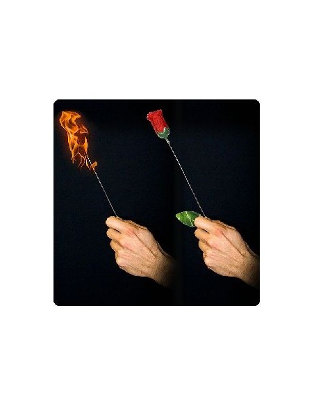 Da Torcia a Rosa