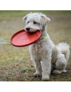 Frisbee RockStar - per i cani e non solo.... | Damas Italia