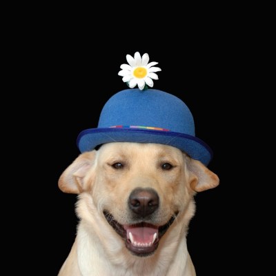 Cappelli da Clown Professionali